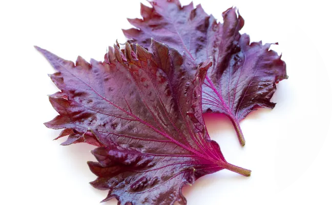 Red shiso leaves