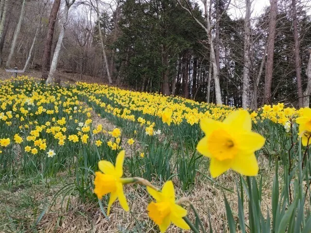 Yellow daffodils in the foreground at Lake Haruna