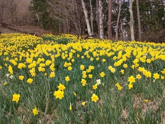 A hillside of daffodils around Lake Haruna