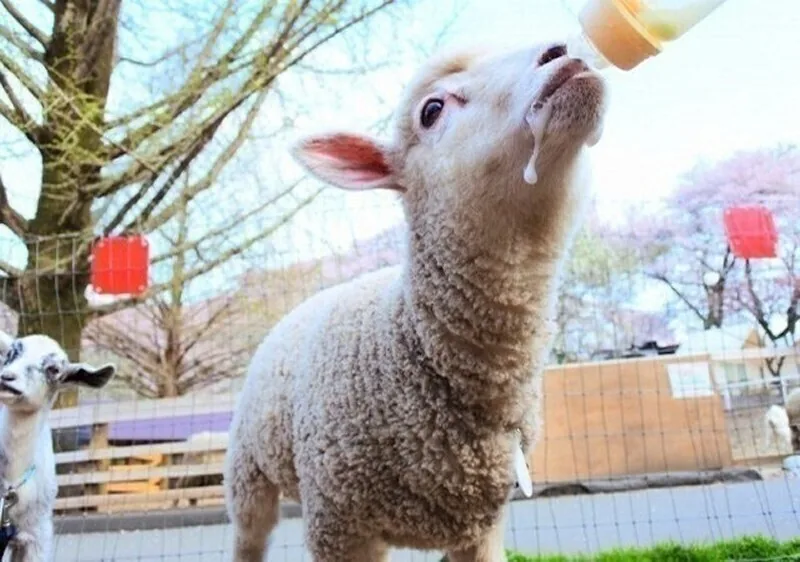 Lamb feeding experience at Ikaho Green Ranch