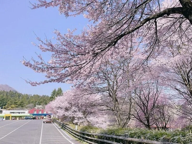 Cherry blossoms at Ikaho Green Ranch