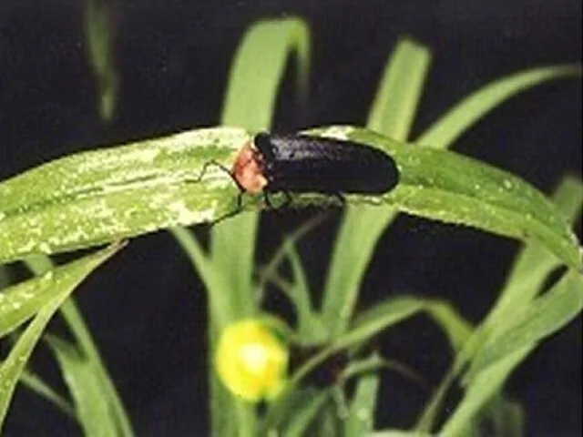 A firefly at Hakoshima