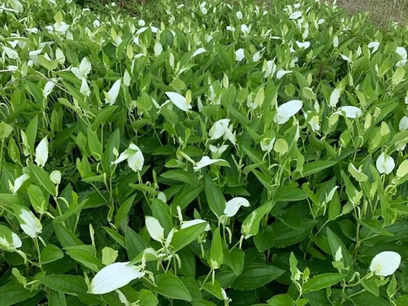 White mottling on Hangesho leaves