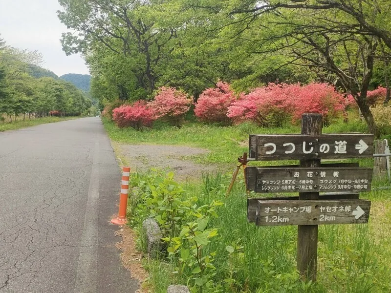 Yama-tsutsuji on the hills around Lake Haruna
