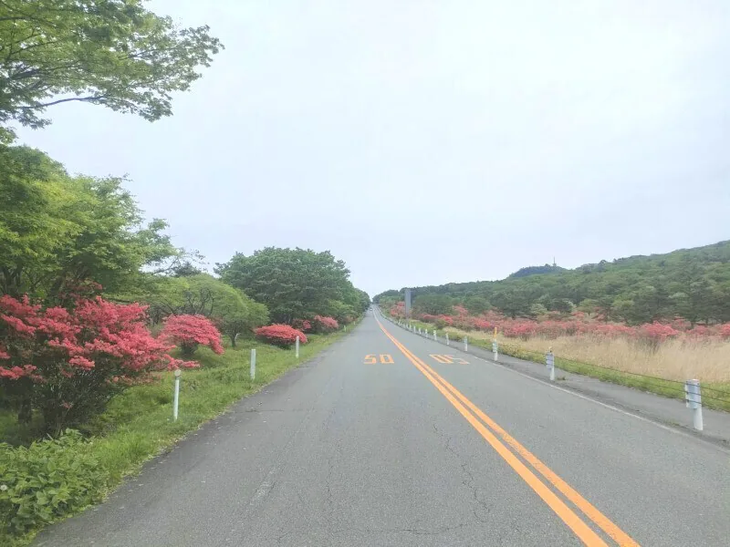 Yama-tsutsuji along the shore of Lake Haruna