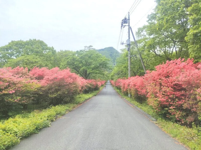 Yama-tsutsuji in bloom around Lake Haruna