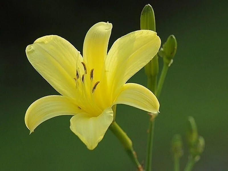 Yusuge, the yellow daylily that follows the azaleas