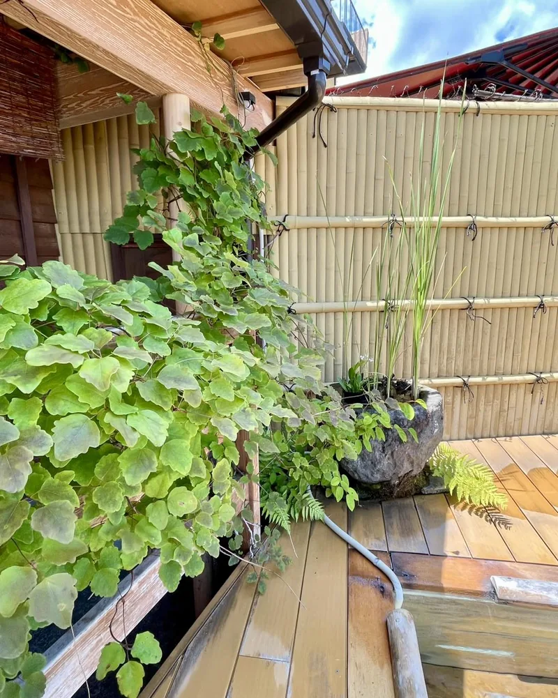 Honoka among the plantings