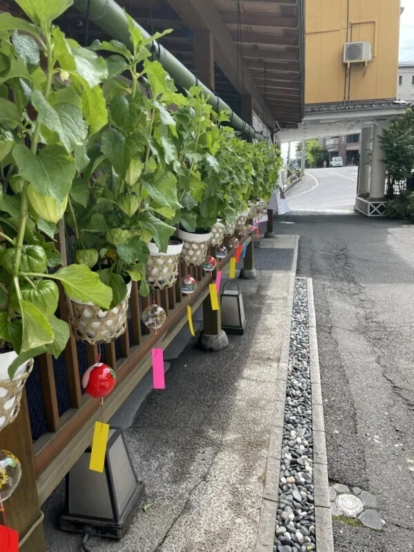 Potted hozuki in a bamboo hanging basket