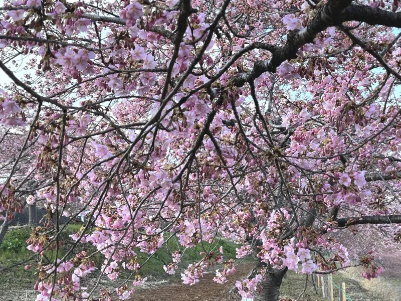 A Kawazu-zakura tree at nine-tenths bloom in Shirai