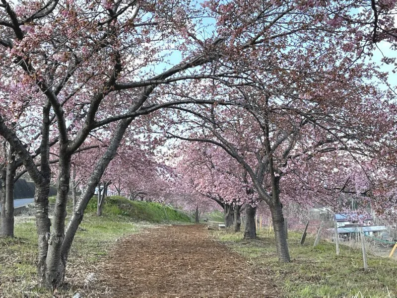 A path of Kawazu-zakura near Michi-no-eki Komochi
