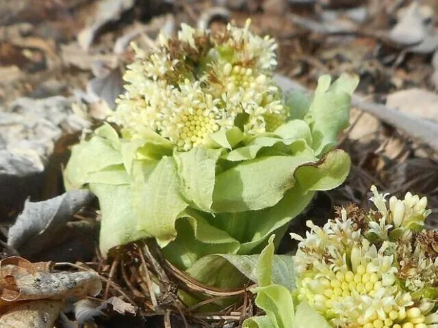 Fukinotō, butterbur buds, coming into flower