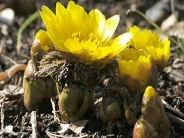 Fukujusō, Amur adonis, on the hills