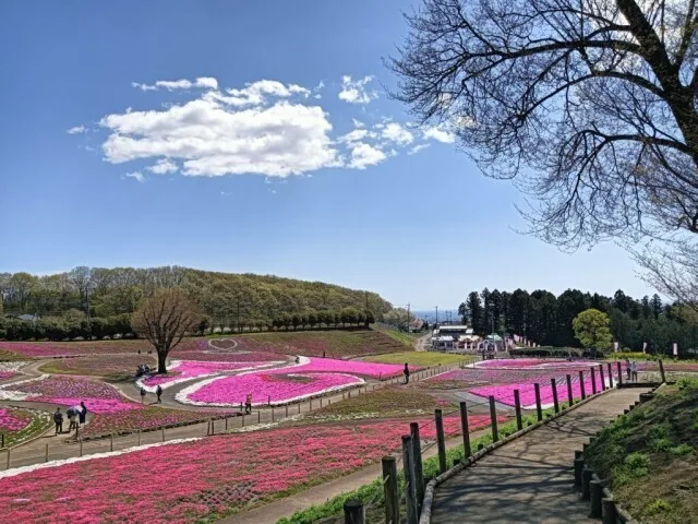 A patterned shibazakura carpet on the hillside