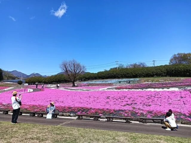 Visitors photographing the moss-phlox fields