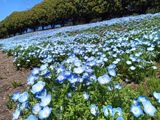 Nemophila in bloom beside the shibazakura grounds