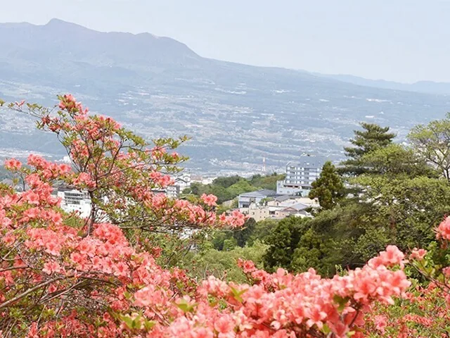 Yama-tsutsuji at Nagamine Park overlooking the town
