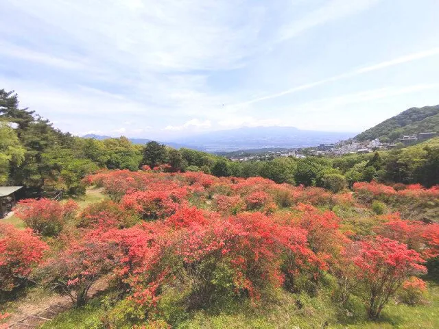 A carpet of yama-tsutsuji at Nagamine Park