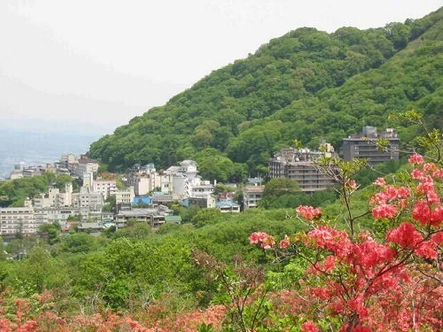 Yama-tsutsuji beginning to open above Ikaho Onsen