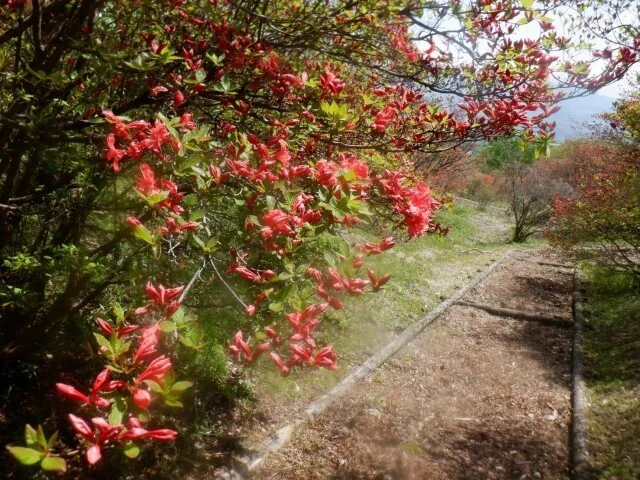 Yama-tsutsuji beside a path at Nagamine Park