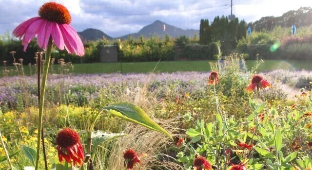Summer flowers at Nakanojo Gardens, with a mountain beyond