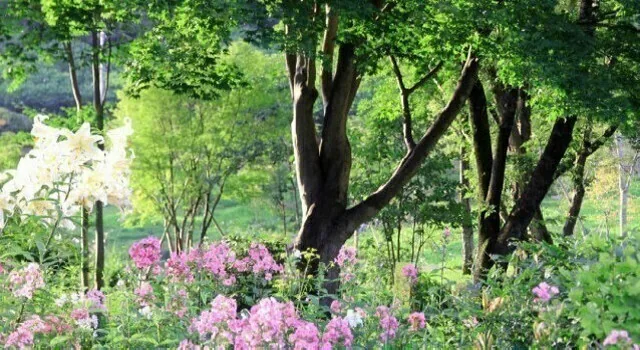 Trees and pale flowers at Nakanojo Gardens