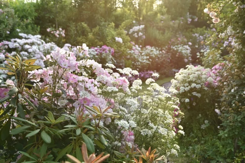 Morning special opening of the rose garden