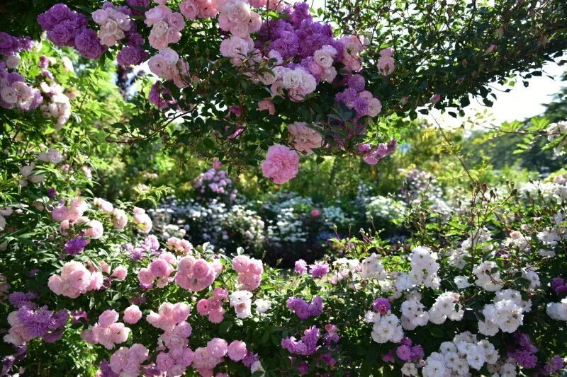 The rose garden at Nakanojo Gardens