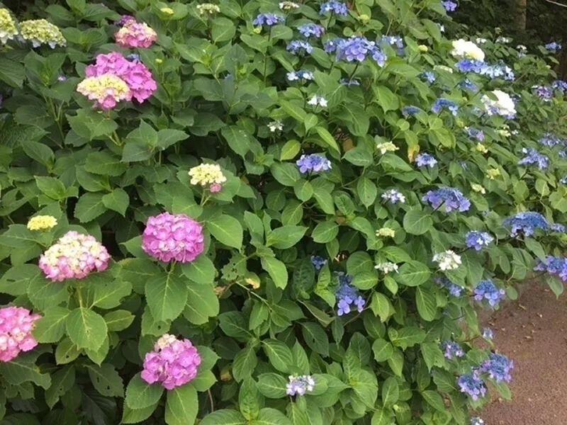 Hydrangeas at Onoike Ajisai Park