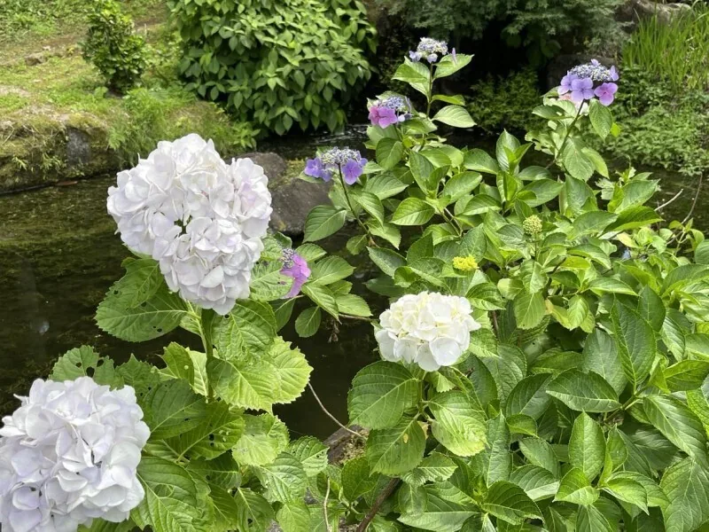 Walkway through hydrangeas at Onoike Ajisai Park