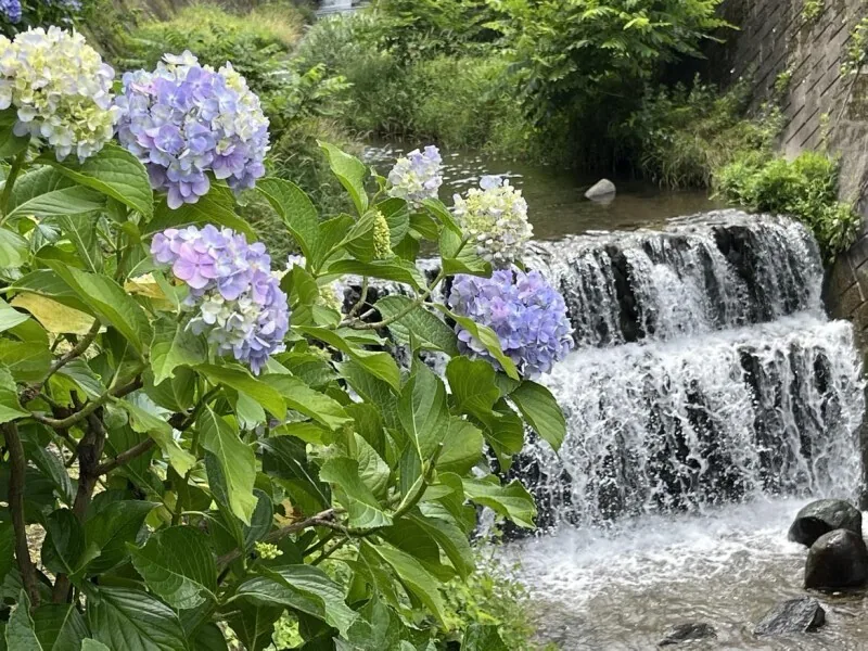 Hydrangea blooms at Onoike Ajisai Park