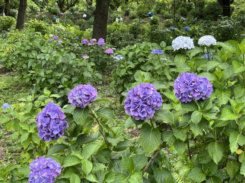 Onoike Ajisai Park in bloom