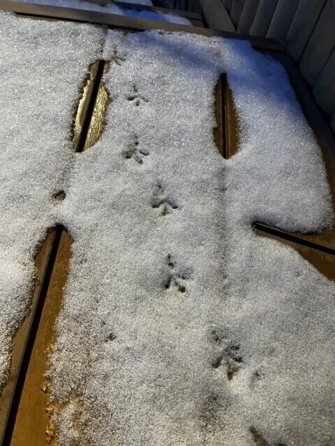 Bird tracks in the snow