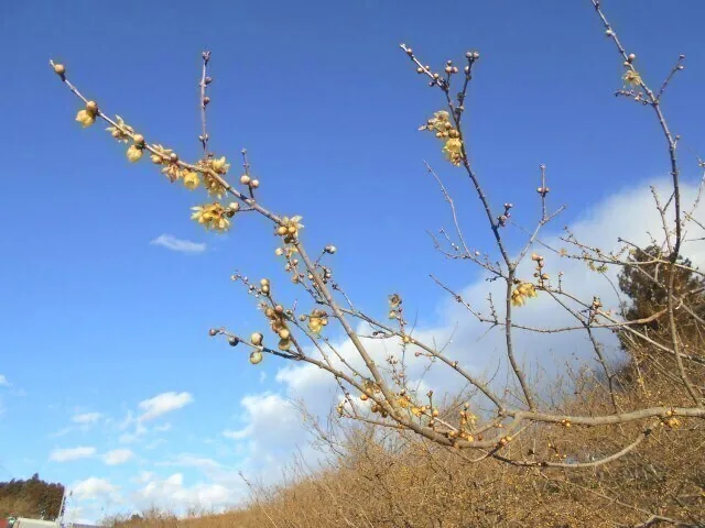 Rōbai blossoms at Rōbai-no-Sato Komochi