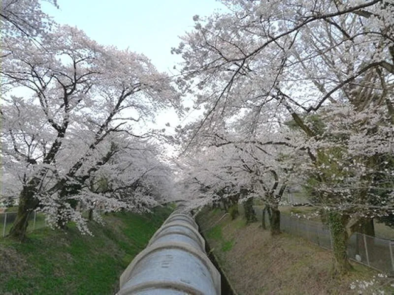 Somei-yoshino along the penstock at Saku Power Station