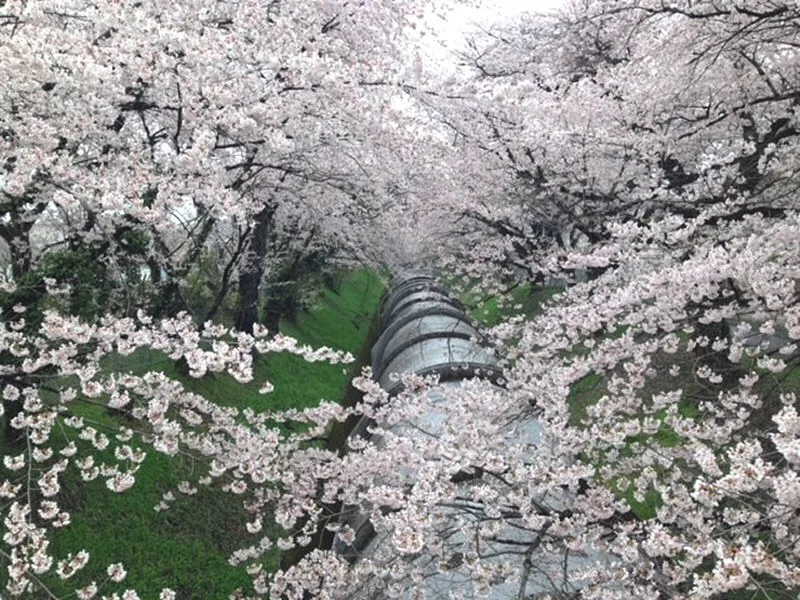 Cherry blossoms over the water pipe at Saku Power Station