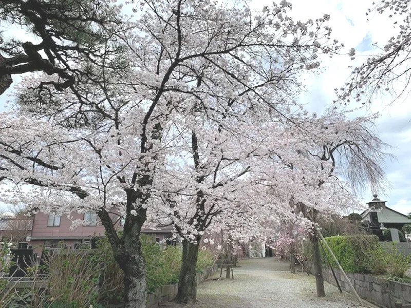 Cherry trees along a path at Shinkō-ji