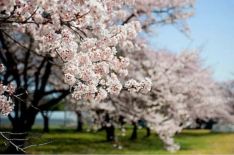 Somei-yoshino blossoms at the Somagahara training ground