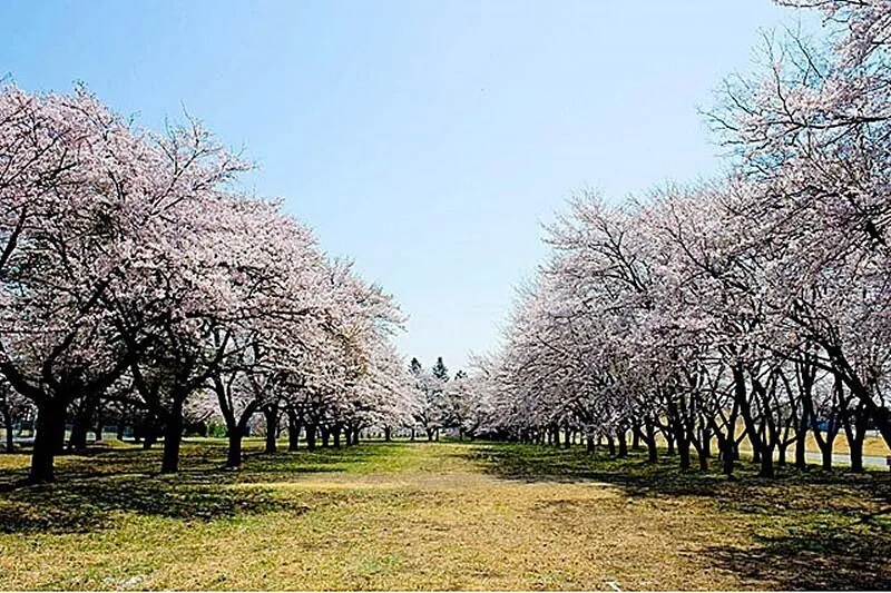 Cherry avenue at the JSDF Somagahara training ground
