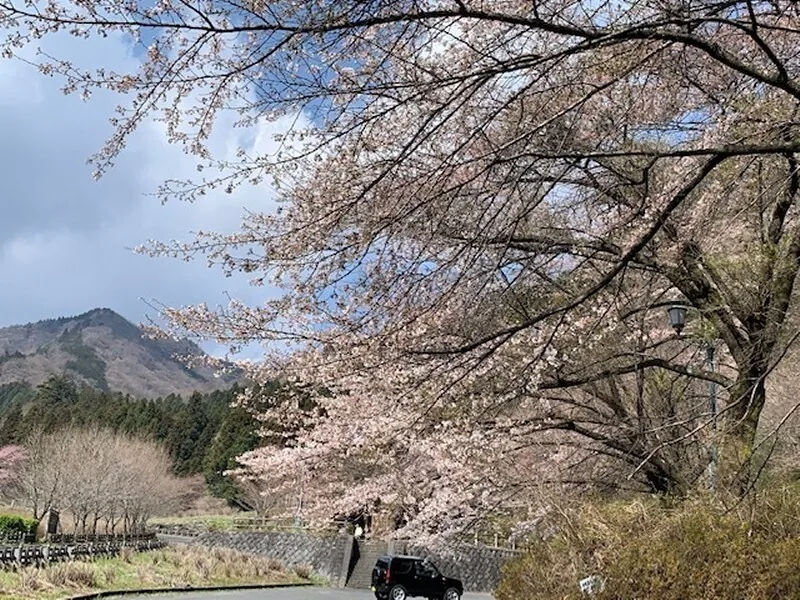 Somei-yoshino near the Funao Falls entrance