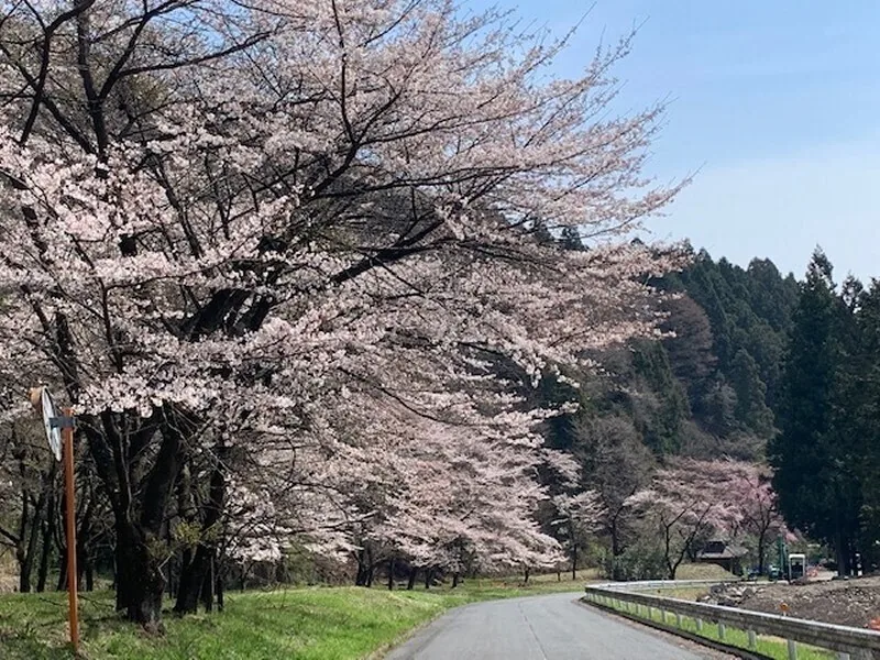 Cherry trees along the path toward Funao Falls