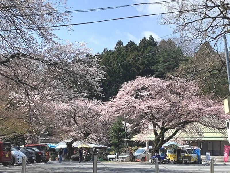 Cherry trees greeting visitors at Mizusawa Kannon