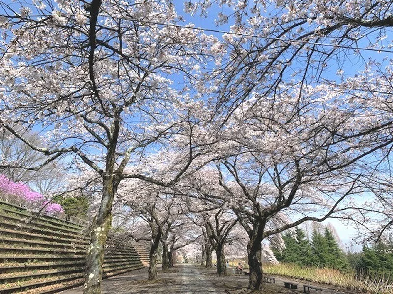 Cherry avenue at Shibukawa City Comprehensive Park