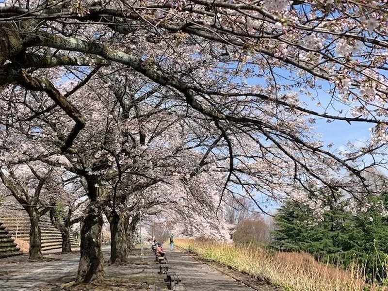 A cherry path at Shibukawa City Comprehensive Park