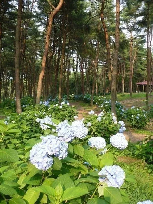 Hydrangeas at Shibukawa City Comprehensive Park