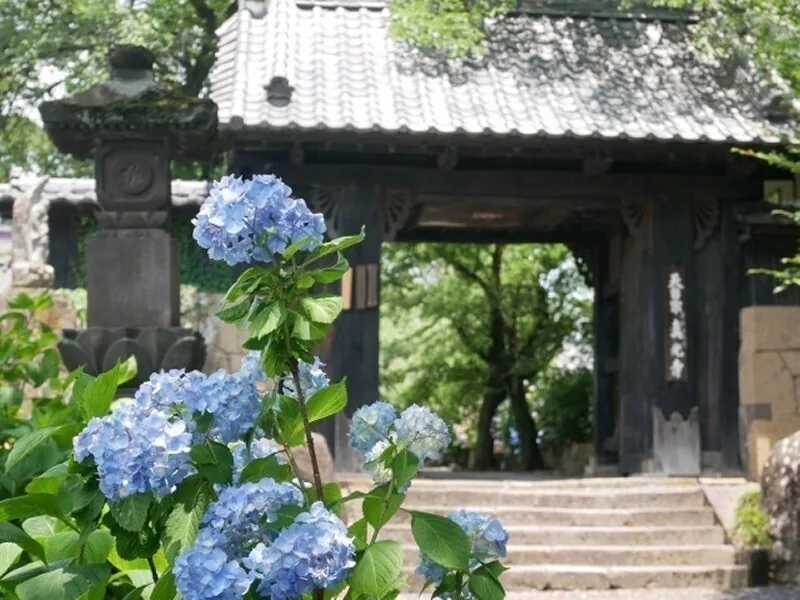 Hydrangeas along the approach at Shinkō-ji
