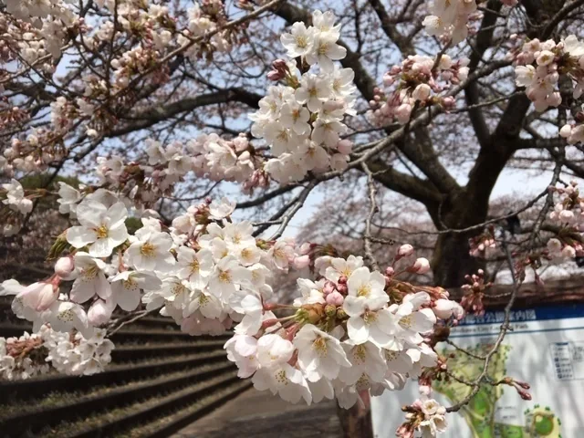 Cherry blossoms at Shibukawa City Comprehensive Park