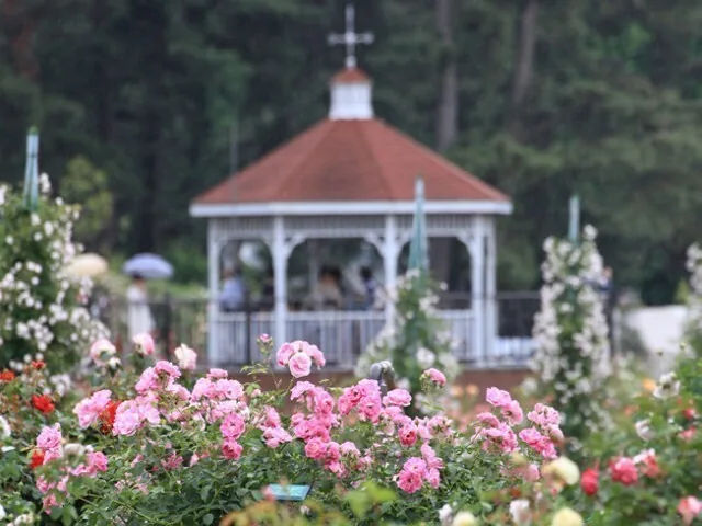 Roses and a gazebo at Shikishima Park