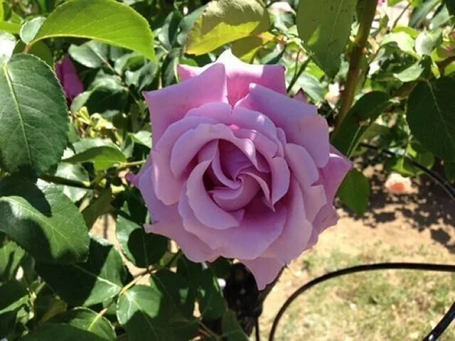 A lavender rose at Shikishima Park