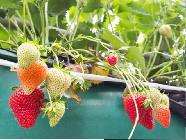 Strawberries ripening on the vine
